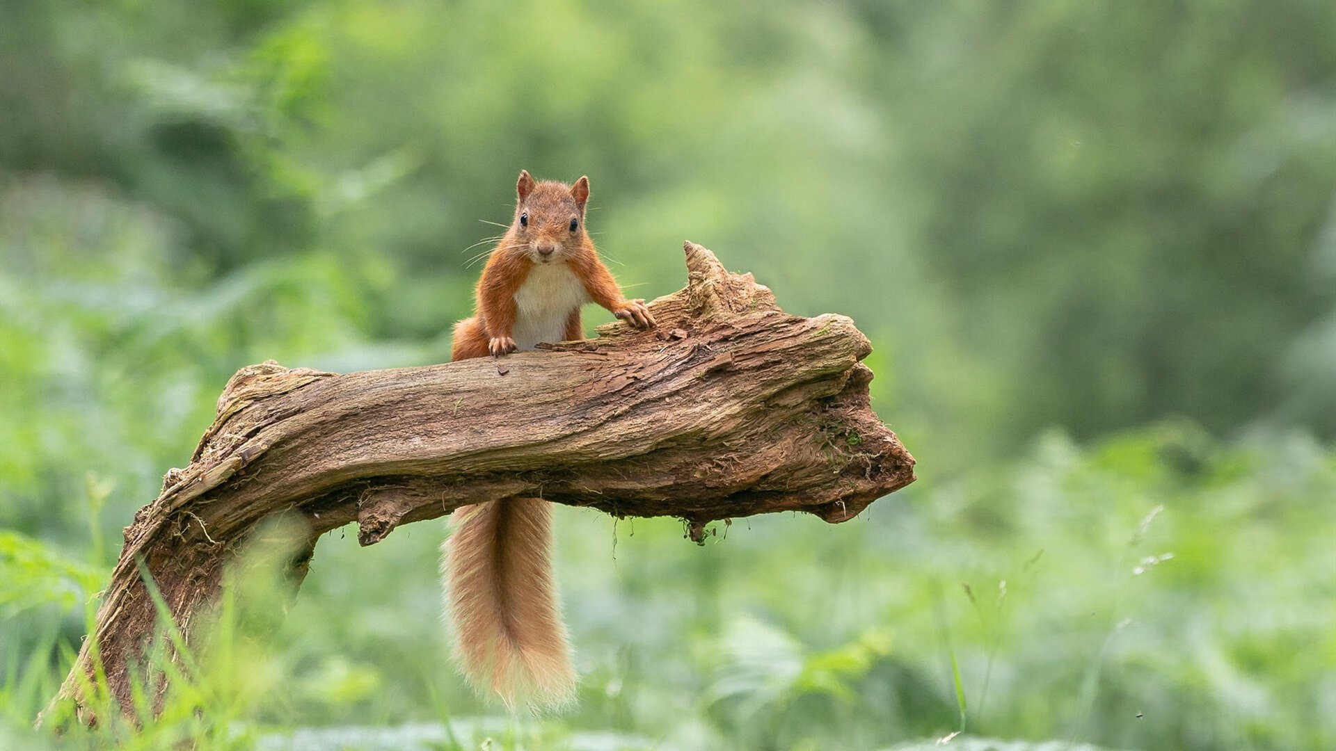 “赛季收官战：争夺季后赛席位的关键一役”，赛季比赛