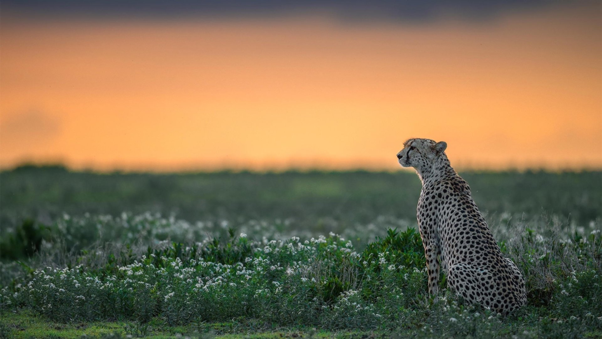 三分雨：北京队三分球投中40%以上，火力全开！，cba三分雨