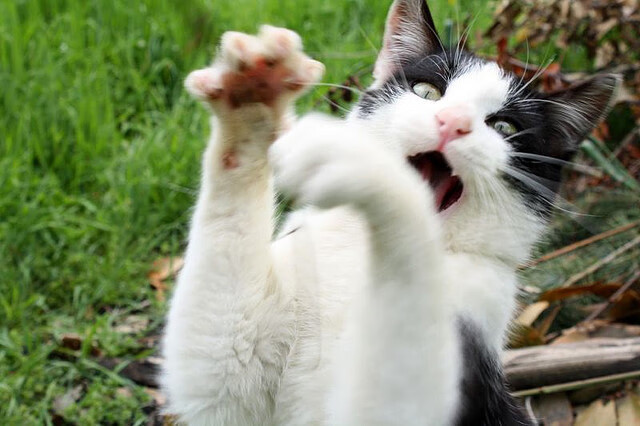 kaiyun官方入口登录-法甲联赛持续扩大国际影响，吸引全球关注，法甲联赛集锦