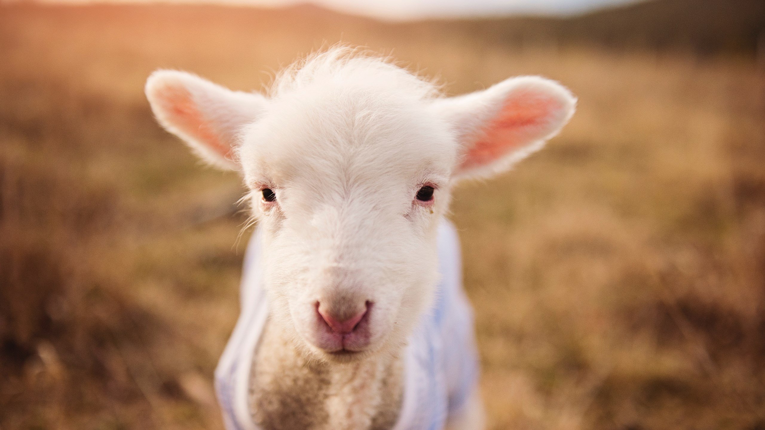 开云-法甲联赛追逐积分，排名变换频繁，法甲积分榜最新积分榜排名