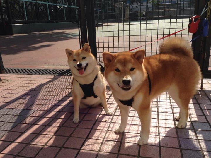 kaiyun网站-球场趣事：那些让人捧腹的趣味瞬间，球场搞笑视频