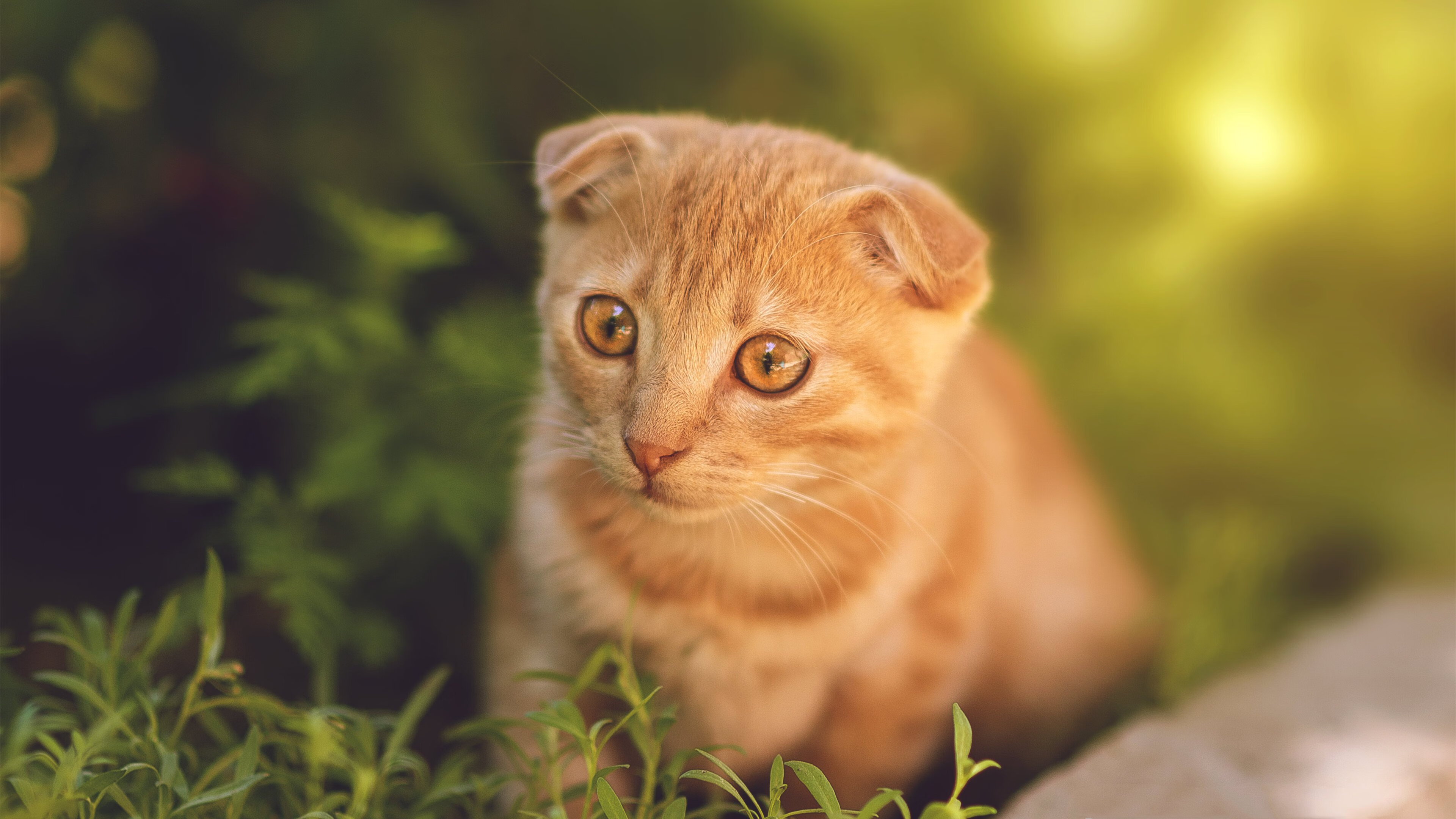 球场颜值:运动员的风采与魅力互动集锦,运动员场景