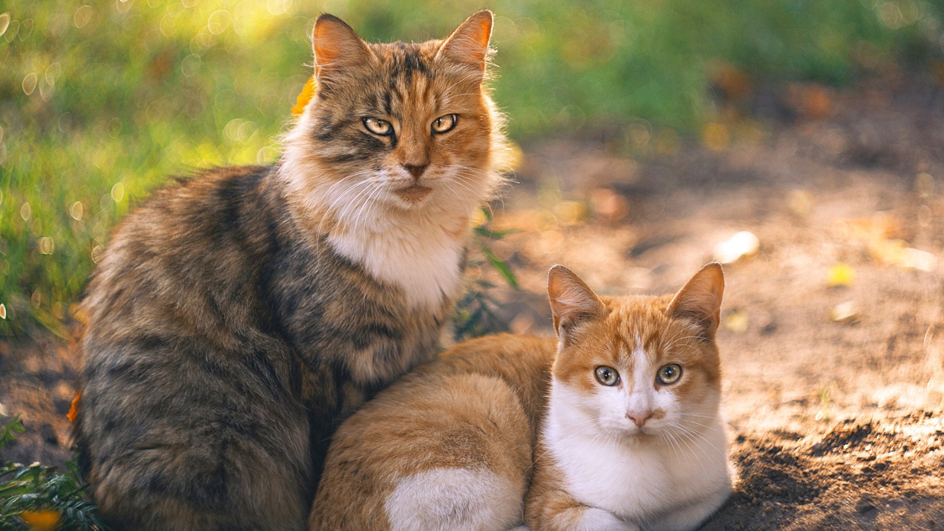 英超前十名盘点：争冠、欧战、保级局势一览无遗，英超前几名