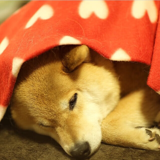 运动员的“硬实力”到底有多强？，运动员的力量有多大