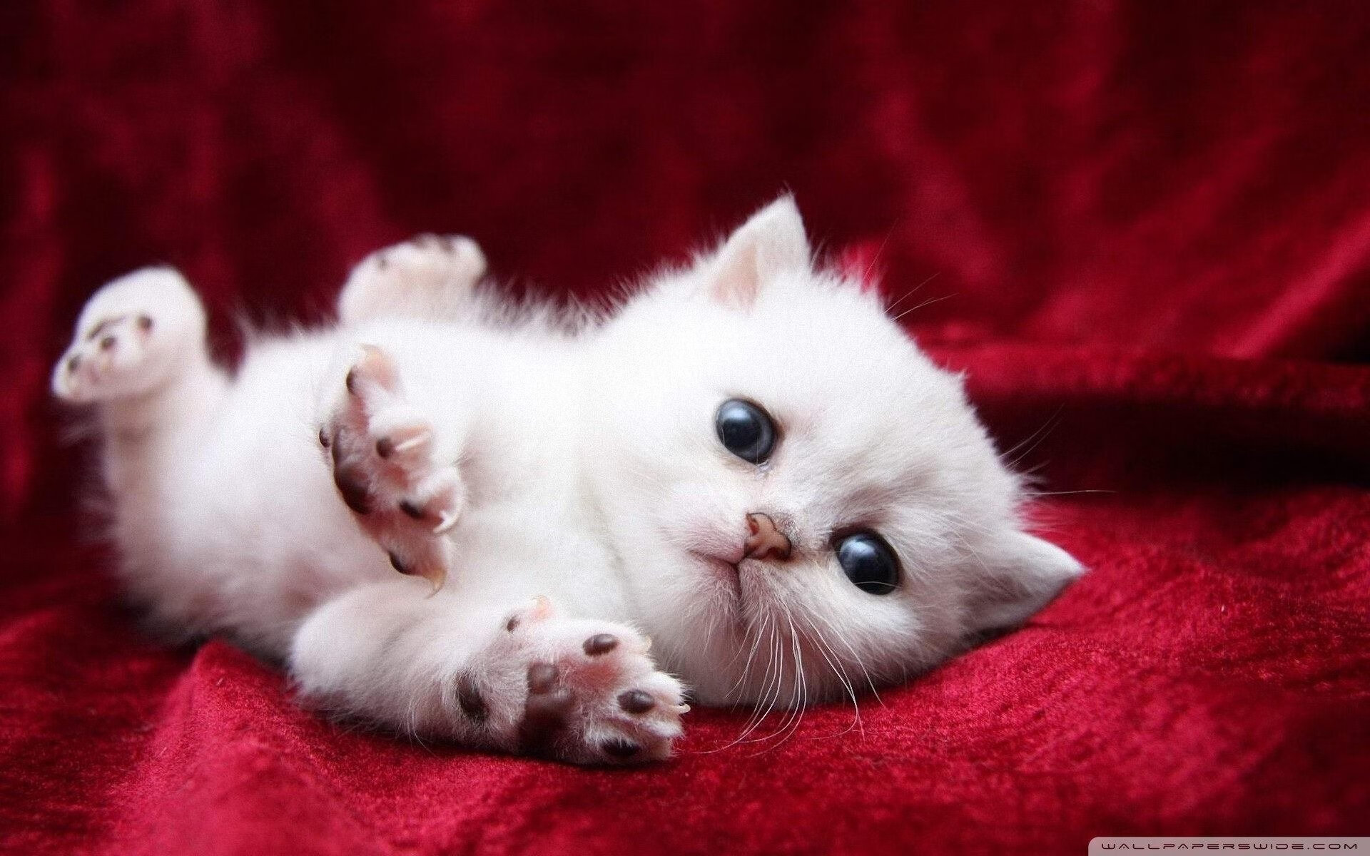 伊朗马术协会与亚洲马术协会建立合作关系,推动区域发展。,伊朗 马拉松