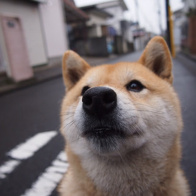 开云体育在线赛事直播-伊朗马术协会与学校合作，开展马术教育课程，推广马术文化。，伊朗mahdis