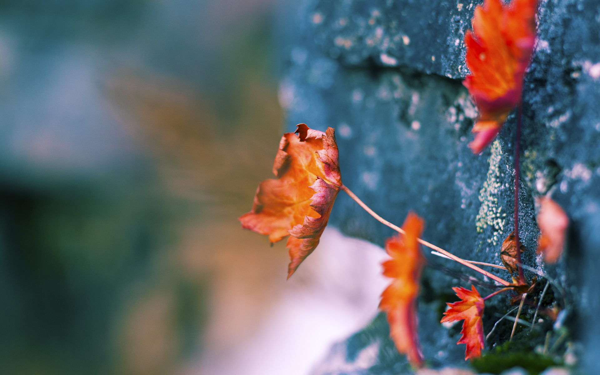 开云首页登录-切尔西2-0狼队，状态回暖，切尔西vs狼