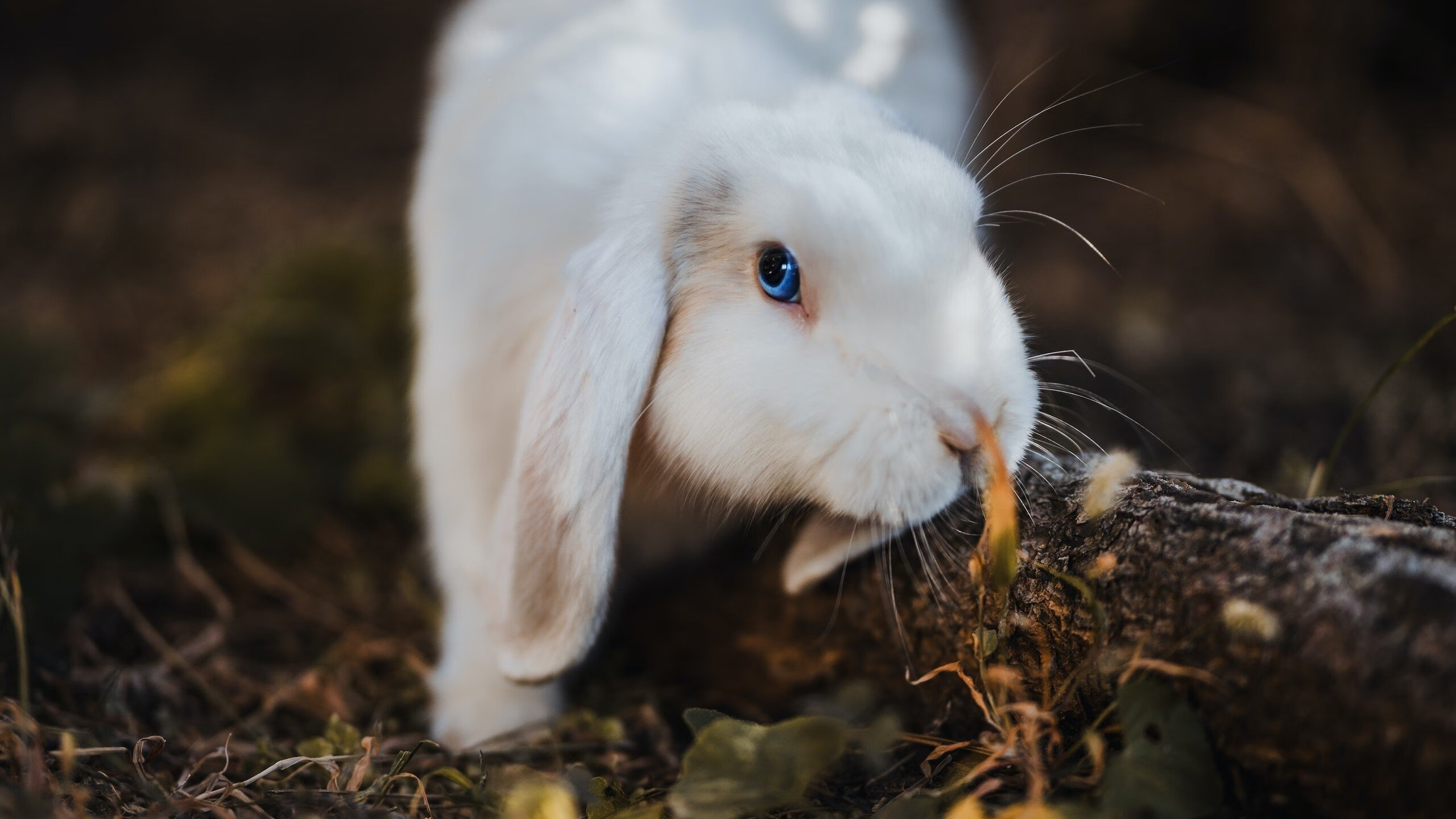 华盛顿联主场战平斯托克城，积分有所增加，华盛顿有哪只球队