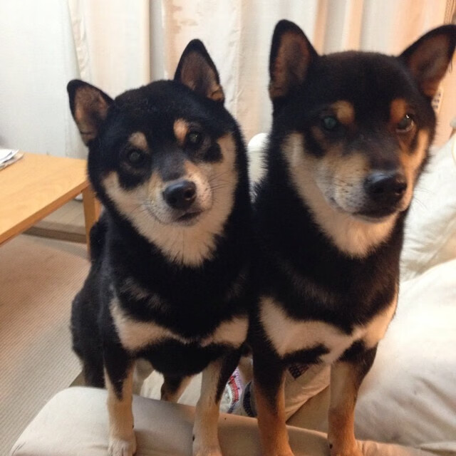 国际队新星加布里埃尔·卡瓦略转会至沙特球队阿尔卡迪西亚，加布里埃尔·卡乌夫曼