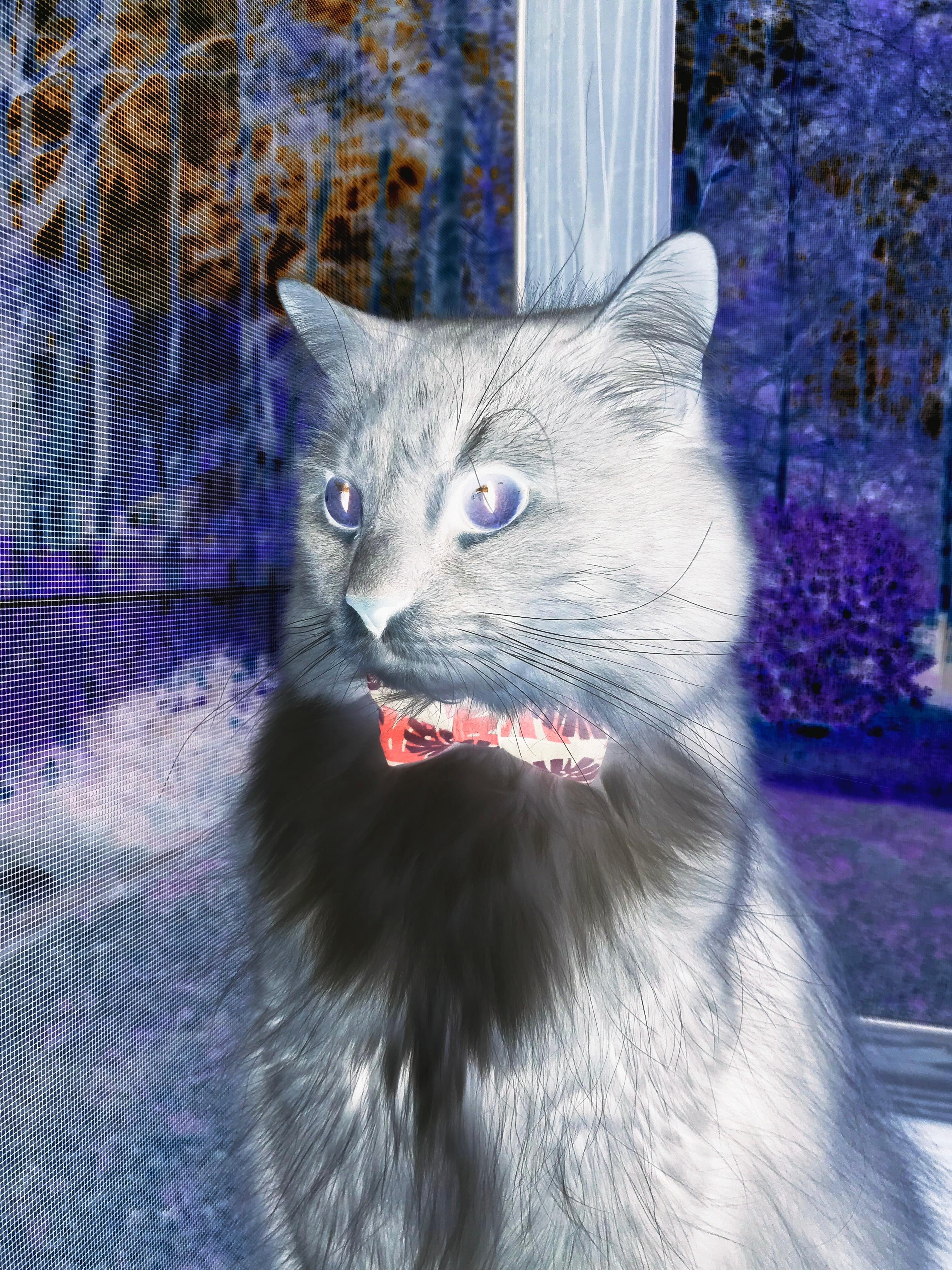 国际顶尖球员将参加重要篮球赛事，国际篮球运动员最新世界排名