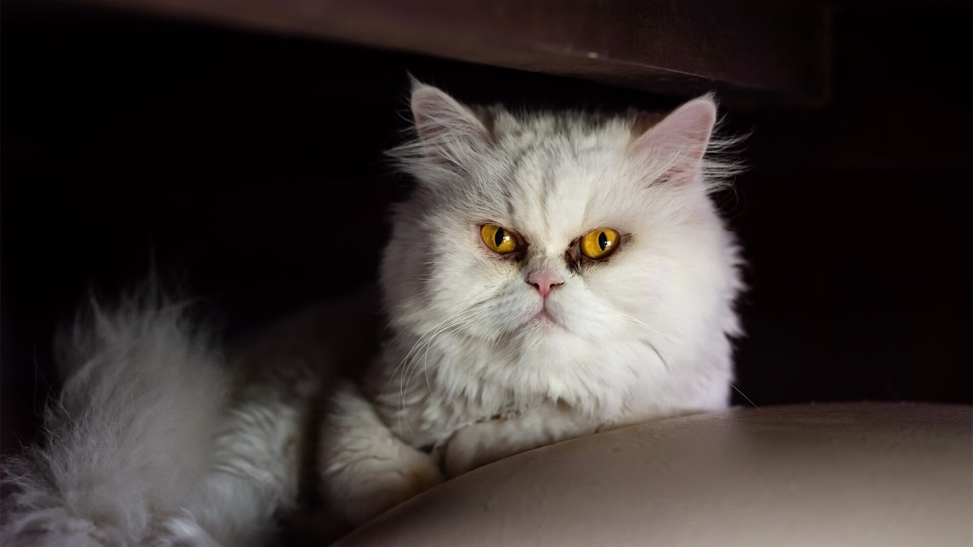 捷克迎战瑞士,欧洲杯晋级战激励人心,欧洲杯捷克瑞典