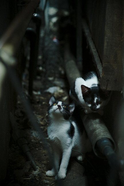 开云官网首页-曼城前场锋线如虎添翼，蓝月亮冲击双冠王，曼城是不是叫蓝月亮