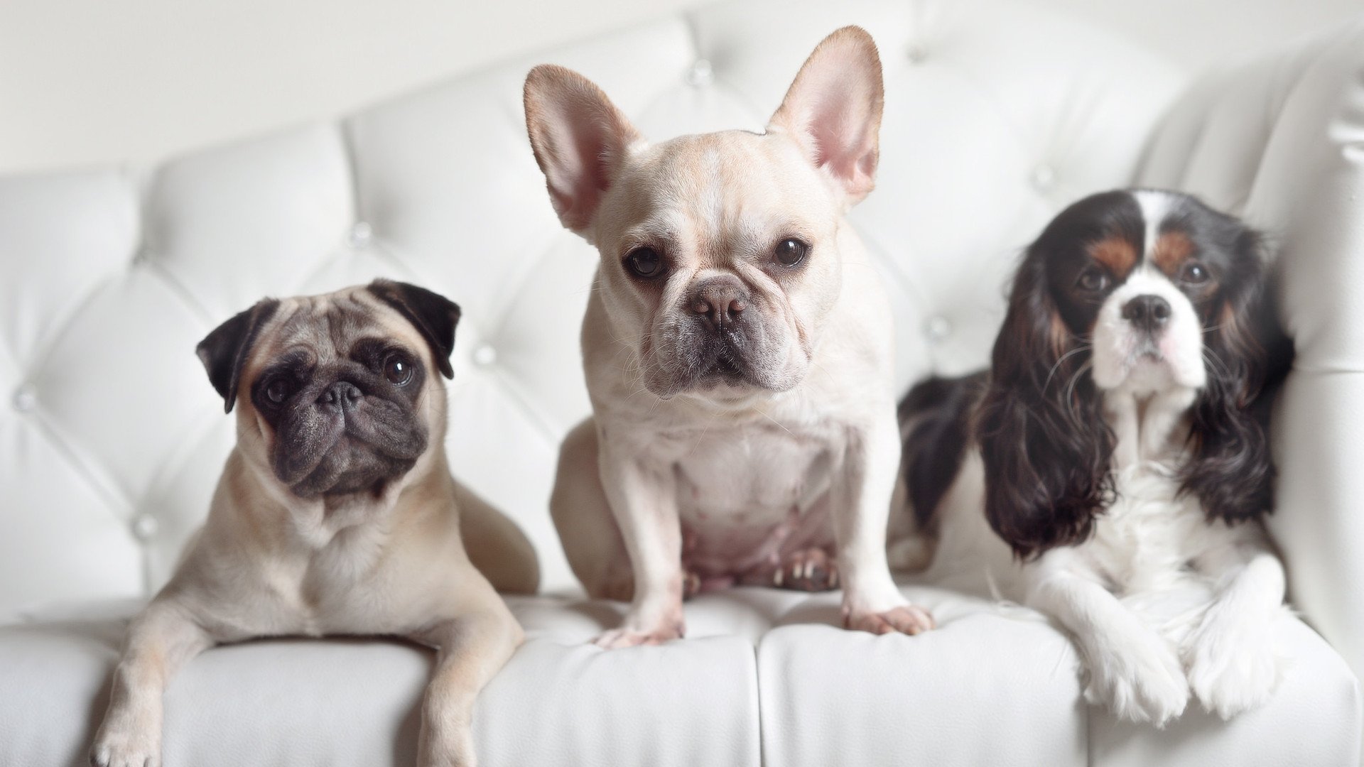 开云官网在线-活塞重建阵容初见成效主场告捷，活塞现在的阵容