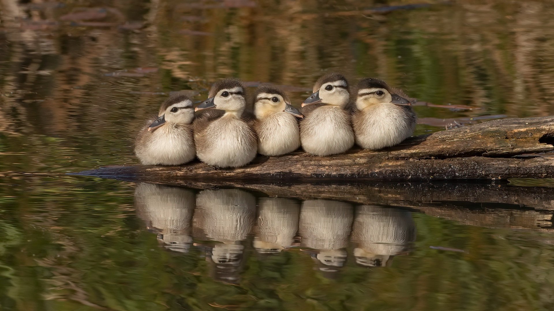 皇家社会主场2-1小胜赫塔费,取得宝贵三分,皇家社会对赫塔菲比分预测