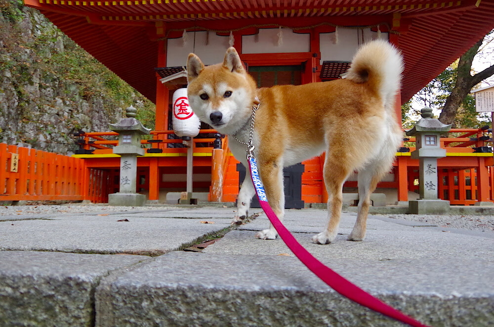 纽卡斯尔联客场1-1战平伯恩茅斯,进攻端低迷,纽卡斯尔联vs伯恩利直播
