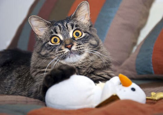 篮球专项动作捕捉技术创新及应用实践探讨,篮球的专项技术动作