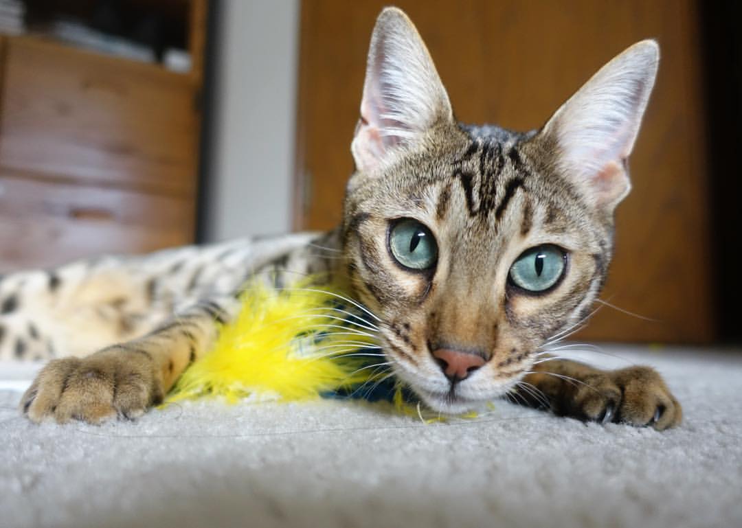 开云体育中国官网-切尔西世界杯夺冠开启新篇章，切尔西世俱杯输给谁了