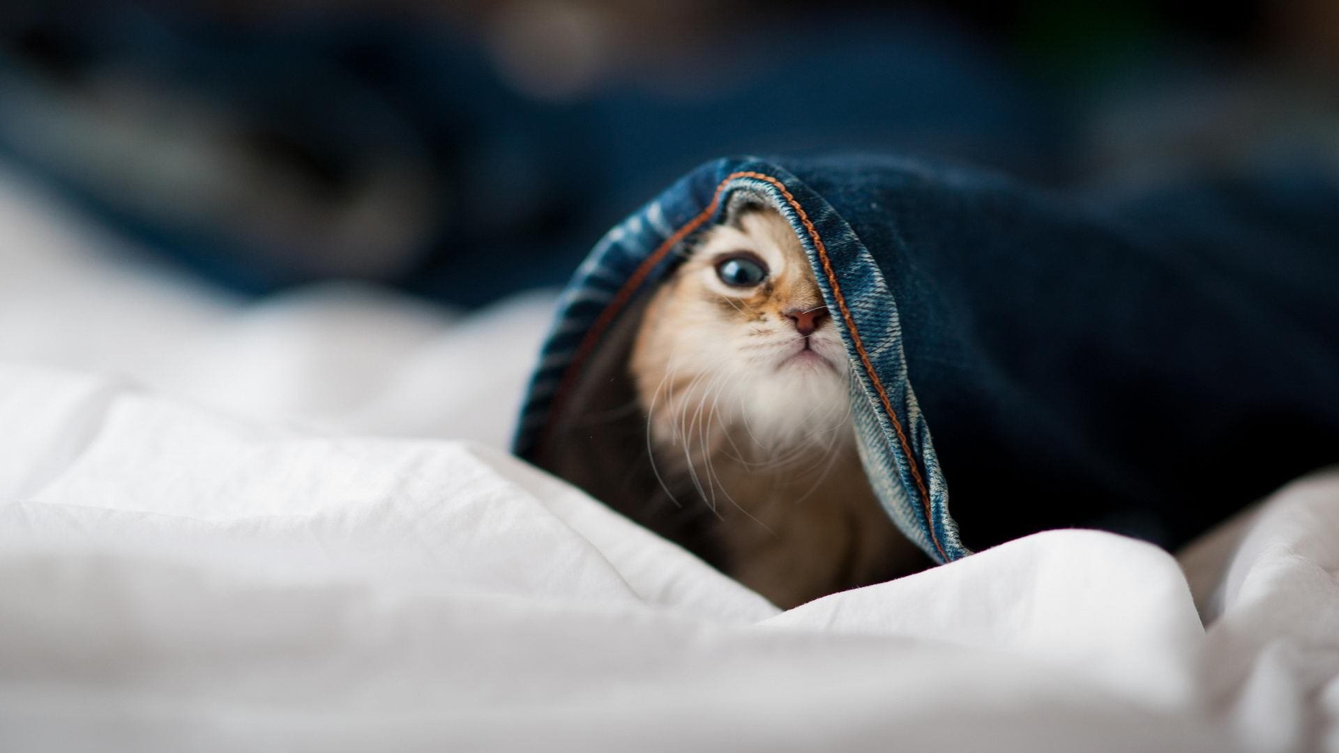 kaiyun-冬季运动推广活动走进小学课堂，小学开展冬季运动会