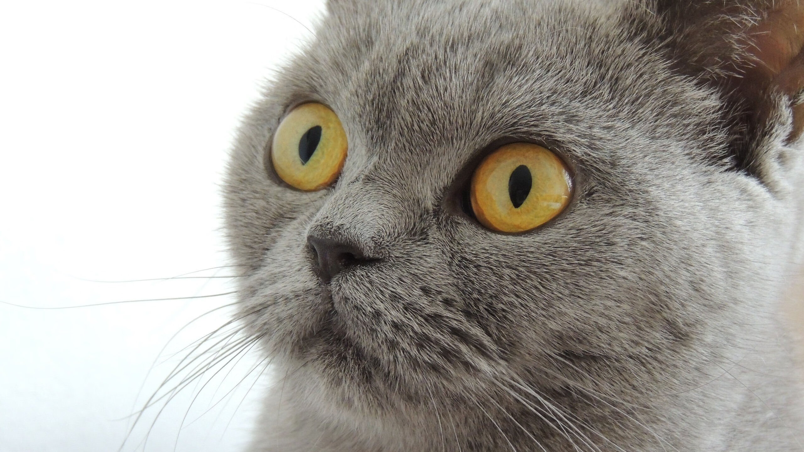 开云官方网站-尤文图斯成功引援，中场战斗力大幅提升