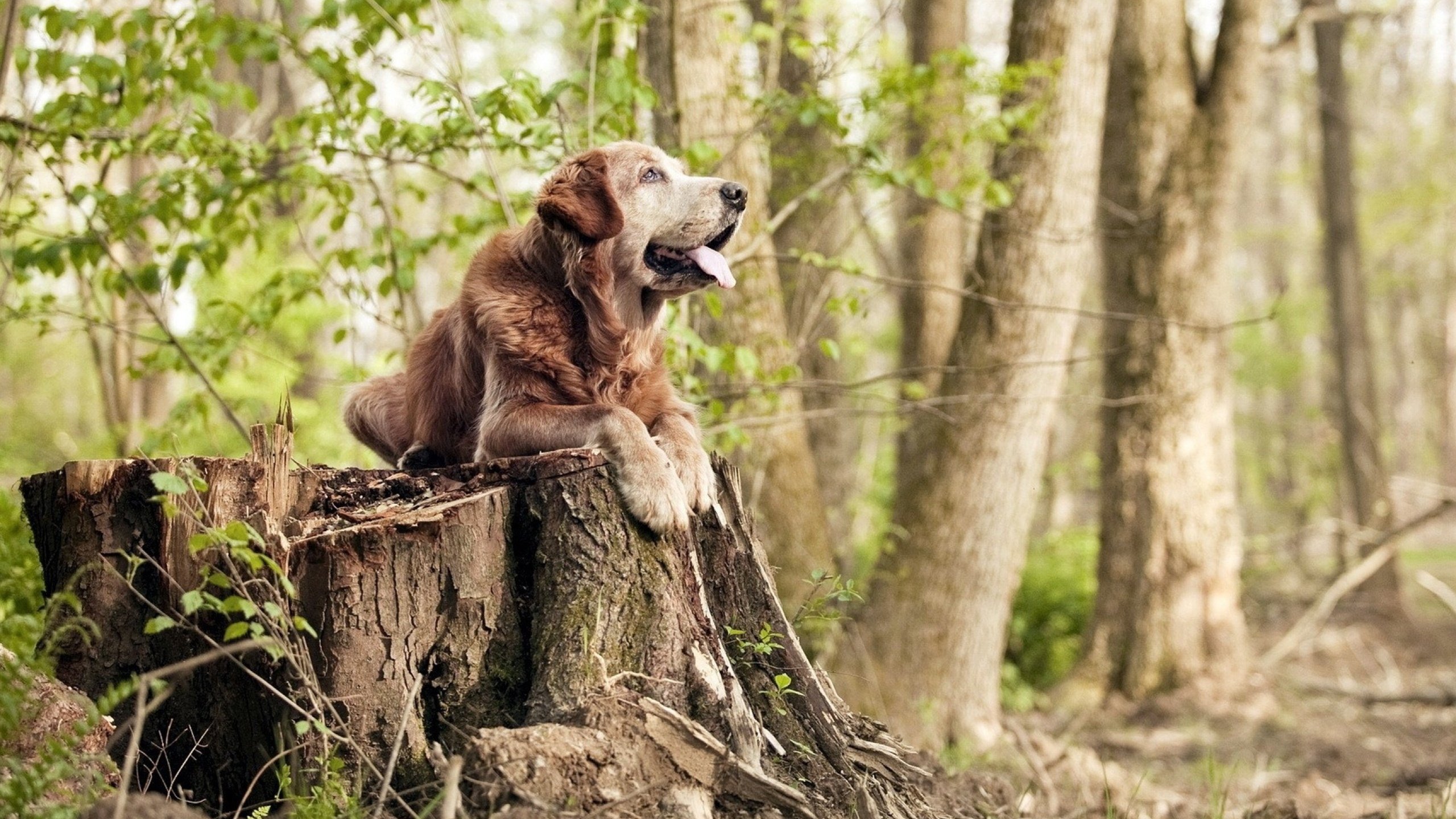 西甲超级档案：精彩瞬间不断刷新记录！，西甲锦集
